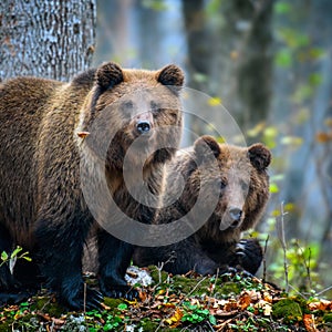 Two wild brown bears (Ursus Arctos) in the autumn forest. Animal in natural habitat