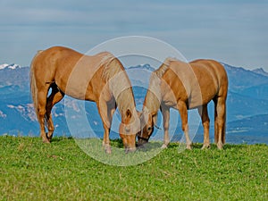 Two wild brown horses eating grass in the meadow