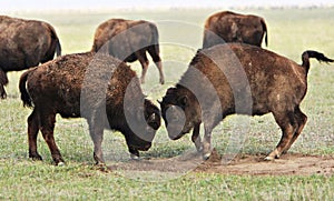 Two wild buffaloes fighting