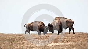 Two wild buffalos fighting