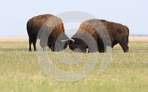 Two wild buffalos fights photo