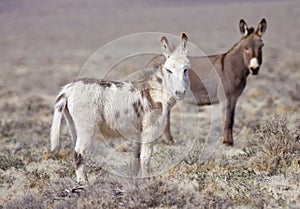 Two Wild Burros