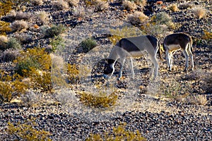 Two Wild Burros graze on a prairie