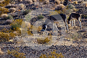 Two Wild Burros graze on a prairie