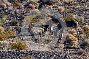 Two Wild Burros on a prairie