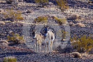 Two Wild Burros on a prairie