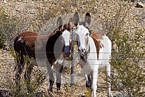 Two wild burros photo
