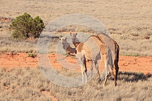 Two Wild camels In the early sunrise of the Australian Outback of te Northern Territory