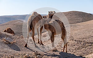 Two wild camels on their way in the remote desert region.