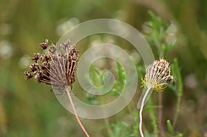 Two Wild carrot or Daucus carota biennial herbaceous plants with fully and partially closed flower heads with visible hairy seeds
