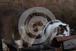 Two wild cats are eating