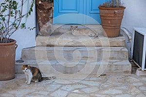 Two wild cats in front of blue door. Folegandros Island, Greece