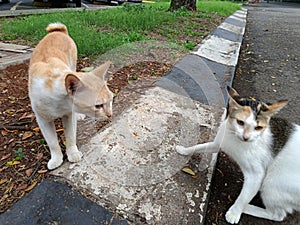 two wild cats on the side of the road