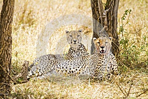 Two wild cheetah rests after meal in Serengeti