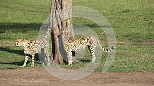 Two wild cheetahs mark their territory on a tree in the wild savannah of Africa