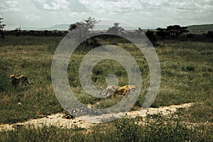 Two wild cheetahs in tanzanian savanna. Africa, Serengeti national park.