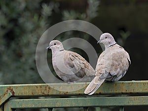 Two wild cute Eurasian collared dove  symbol of  strong relationships
