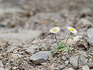 Two wild daisy survivors, on stony ground.