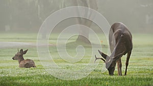 Two wild deers male with antlers and female grazing. Couple or pair of animals.