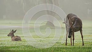 Two wild deers male with antlers and female grazing. Couple or pair of animals.