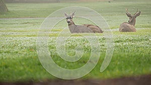 Two wild deers male with antlers and female grazing. Couple or pair of animals.