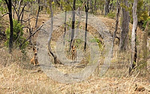 Two wild dingo`s in the dry bush