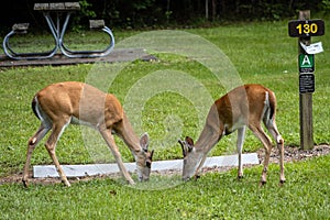 Two wild does deer in state park