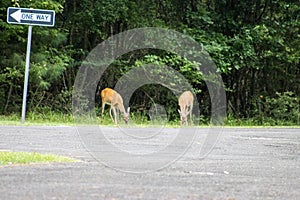 Two wild does deer in state park