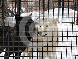 Two wild dogs aggressive in a cage behind bars catching animals in the kennel wolves