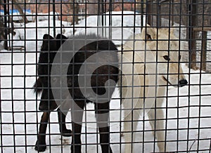 Two wild dogs aggressive in a cage behind bars catching animals in the kennel wolves