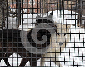 Two wild dogs aggressive in a cage behind bars catching animals in the kennel wolves