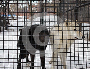 Two wild dogs aggressive in a cage behind bars catching animals in the kennel wolves