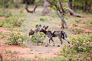 Two Wild Dogs with bone