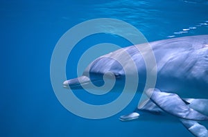 Two Wild Dolphins Profile