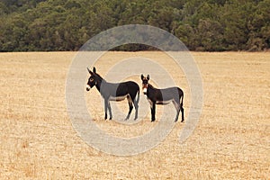 Two wild donkeys on harvested field. Undomesticated animals are often seen in Karpass region of Northern Cyprus