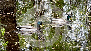 two wild drakes floating on the water in the thickets of the river
