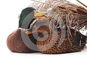 Two wild ducks around the cane