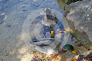 Two wild ducks come ashore from the water