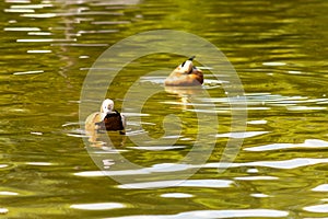 Two Wild ducks floating in the city park pond. Wild nature