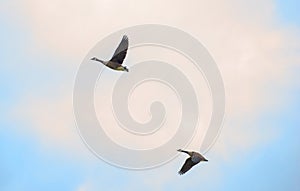 Two wild ducks flying