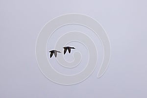 two wild ducks flying in the sky