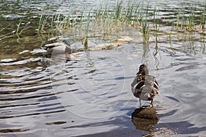Two wild ducks are peaceful in the lake water natural scene photo
