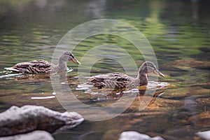 Two wild ducks swim on the lake in the mountains, brown and grey birds on the water