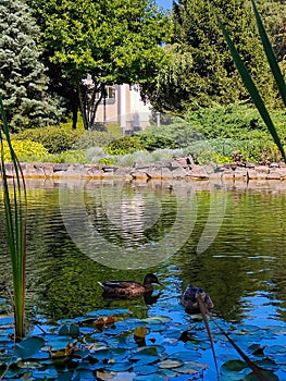 Two wild ducks are swimming in the pond near reeds and water lilies. In the background, the shore is decorated with stone