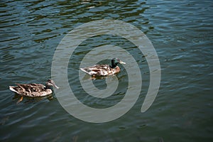 two wild ducks swimming