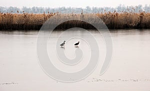 Two wild ducks walk on the frozen river..