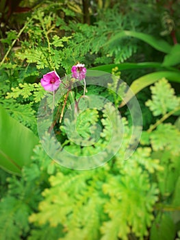 two wild flowers are blooming in the forest