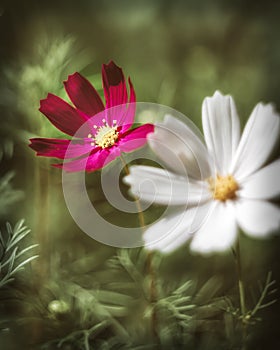 Two wild flowers on a green background