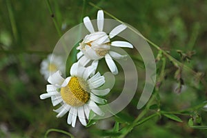 Two wild flowers in the meadow