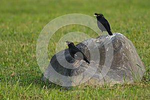 Formosan Crested Mynas